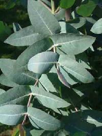 Blahovink neboli eukalyptus