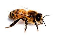 Víme o nové Včelí naučné stezce?