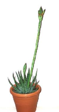 Aloe humilis - snese sucho i "drsné" zacházení