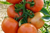 Jak na pěstování rajčat? 