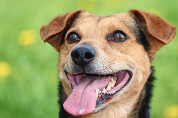 Za svého psa Češi v průměru utratí 16 000 za rok