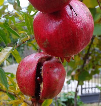 grantov jablko